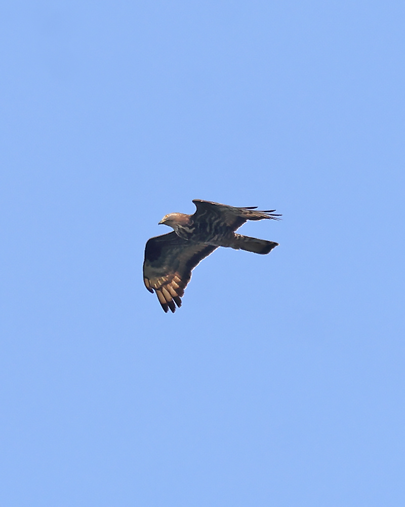 Honey buzzard